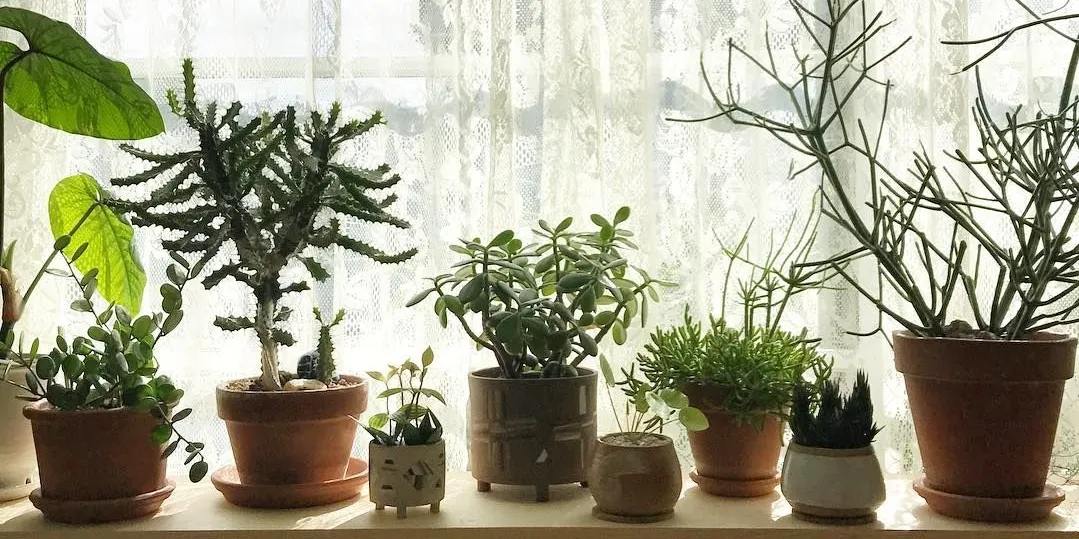 plants